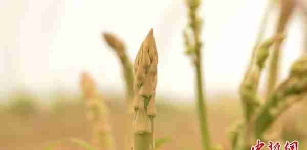 新疆麦盖提沙漠芦笋第一年收获的特色栽培有利于乡村振兴。
