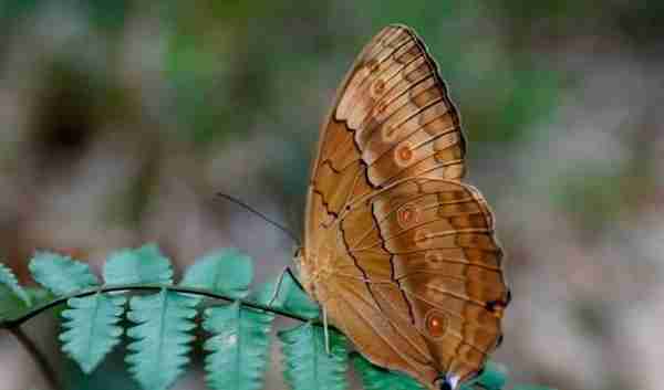 可以一探成千上万的蝴蝶生态景观的金平县马鞍，小众路线而已