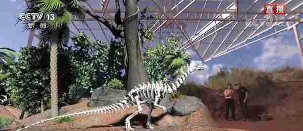 恐龙的祖先是什么？“化身为石”分几步？死后为何头朝东方？......穿越亿万年，一起探索远古的奥秘
