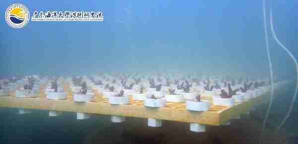 在深圳海底认养珊瑚，亲自潜水种植！深圳渔博会潜水种植珊瑚活动启动报名