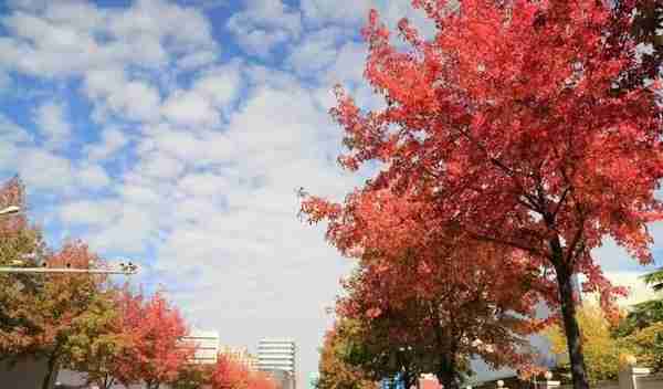 多图！一起来欣赏这美好季节的徐汇限定景色吧→