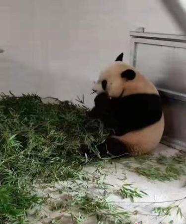 10只大熊猫南京开启新生活：“川菜”改吃“杭帮菜”