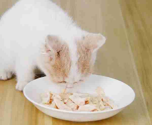 猫可食用的“10种”人类食品，适量吃对它有益