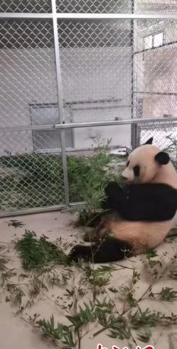 10只大熊猫南京开启新生活：“川菜”改吃“杭帮菜”