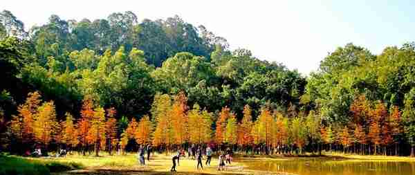 色彩斑斓，犹如童话世界番禺大夫山森林公园落羽杉美景来袭，约吗？