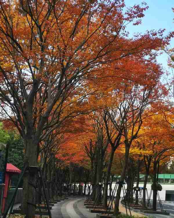 多图！一起来欣赏这美好季节的徐汇限定景色吧→