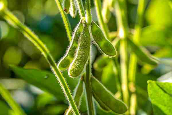 中美大豆之争：除了种植转基因大豆，还有哪些破局之道？