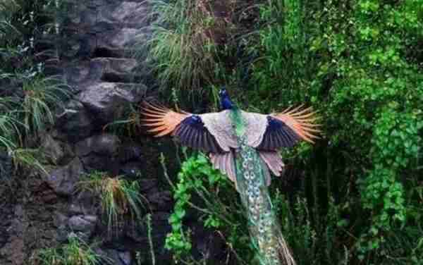 飞翔中孔雀，是不是有神鸟凤凰的神韵？
