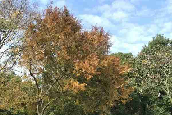 多图！一起来欣赏这美好季节的徐汇限定景色吧→