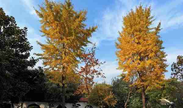 多图！一起来欣赏这美好季节的徐汇限定景色吧→