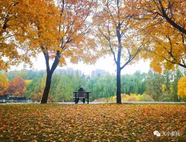 被秋天偏爱的小众公园藏着别样的秋水长天，特别美还免费