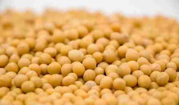 12月13日各地区国产大豆价格 美豆粕期货高位调整 豆粕现货价格稳定