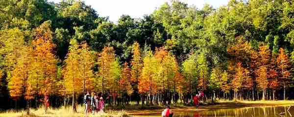 色彩斑斓，犹如童话世界番禺大夫山森林公园落羽杉美景来袭，约吗？