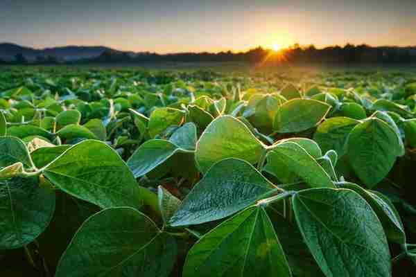 中美大豆之争：除了种植转基因大豆，还有哪些破局之道？