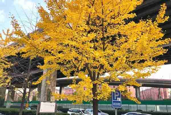 多图！一起来欣赏这美好季节的徐汇限定景色吧→