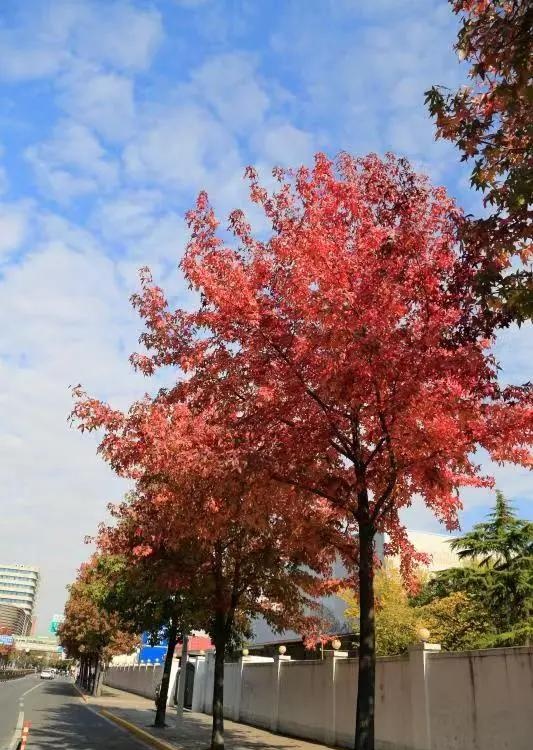 多图！一起来欣赏这美好季节的徐汇限定景色吧→