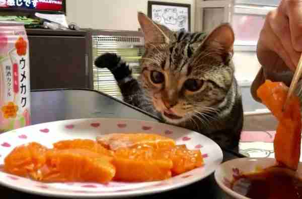 猫可食用的“10种”人类食品，适量吃对它有益