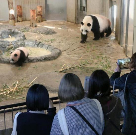 全日本因香香亮相而沸腾，养熊猫最多的那个县急哭了……