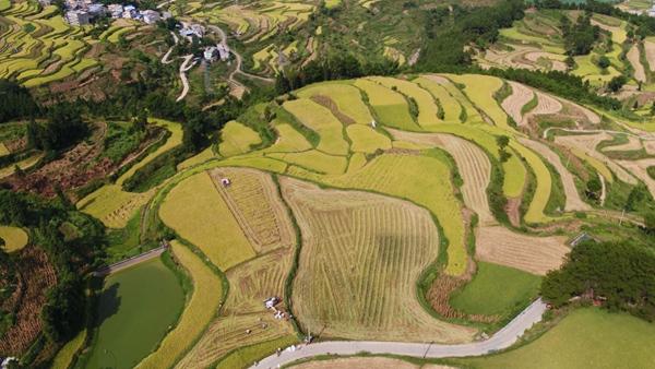 罗甸：“互联网+认养”“我的一亩田”水稻种植 助农增产增收