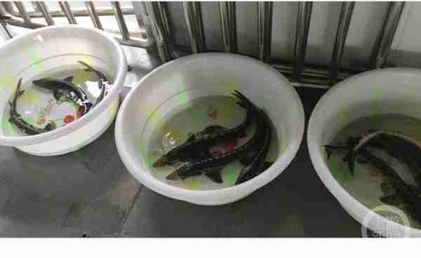 长江鲟、胭脂鱼、岩原鲤……5000余尾长江上游珍稀特有鱼类“回家”了