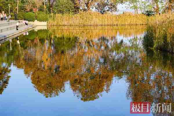 初冬的东湖生态湿地公园美不胜收