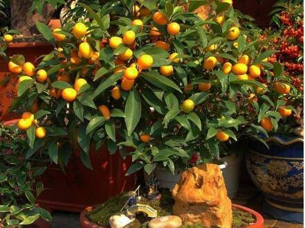 阳台种“6种”盆栽水果，好养好打理，当年就挂果，棵棵结满了果
