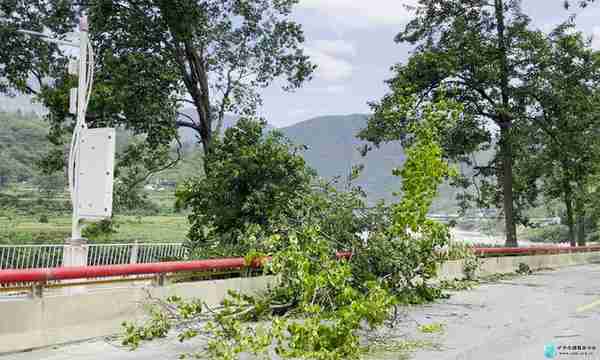 危险！泸水局地出现罕见七级大风，多处大树被刮倒，车辆受损