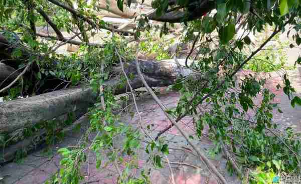 危险！泸水局地出现罕见七级大风，多处大树被刮倒，车辆受损