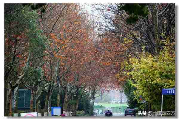 晚秋时节的浙江大学紫金港校区，步步皆景，美如画卷