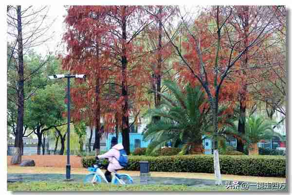 晚秋时节的浙江大学紫金港校区，步步皆景，美如画卷