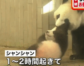 全日本因香香亮相而沸腾，养熊猫最多的那个县急哭了……