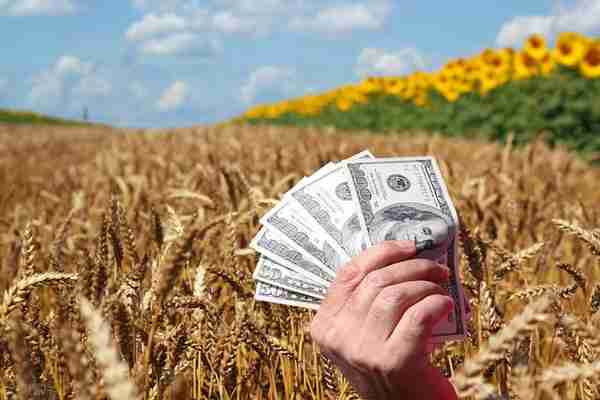 小麦价格正在“垂死挣扎”，2023年3月24日小麦行情
